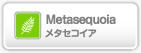 Metasequoia